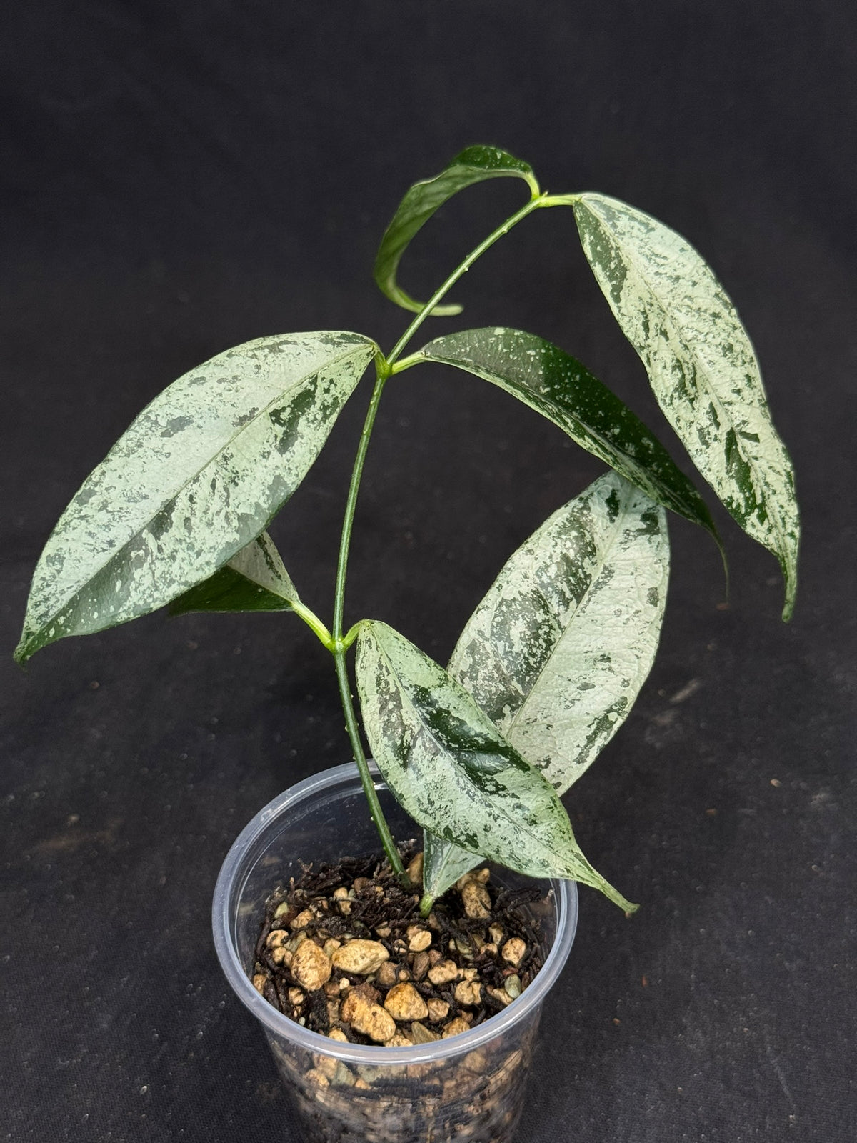 UNICORN🦄! Hoya campanulata silver, speical silvery leaves, rare
