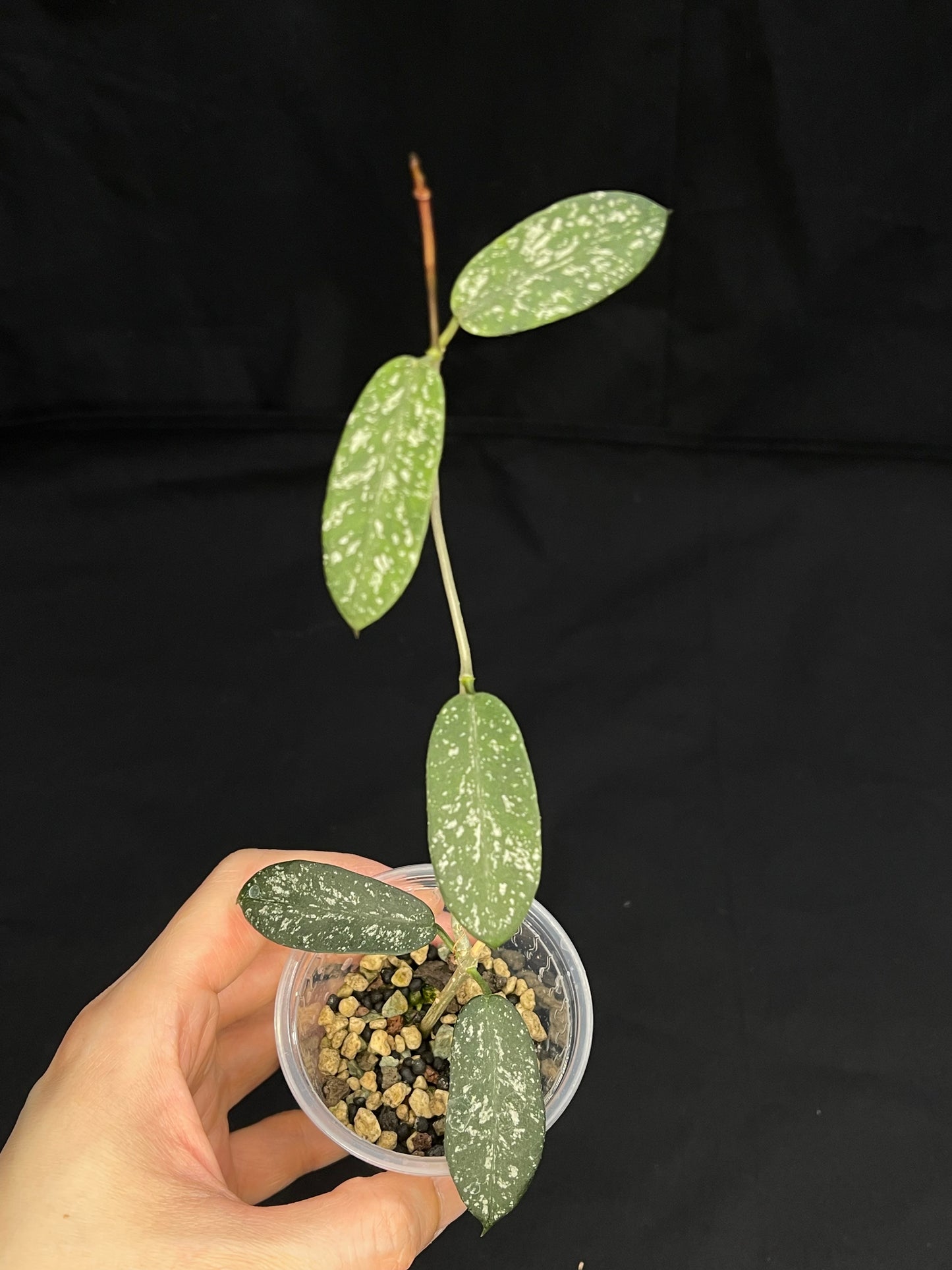 Exact Plant (B): Hoya sp. Hon Thom, nice splashy leaves