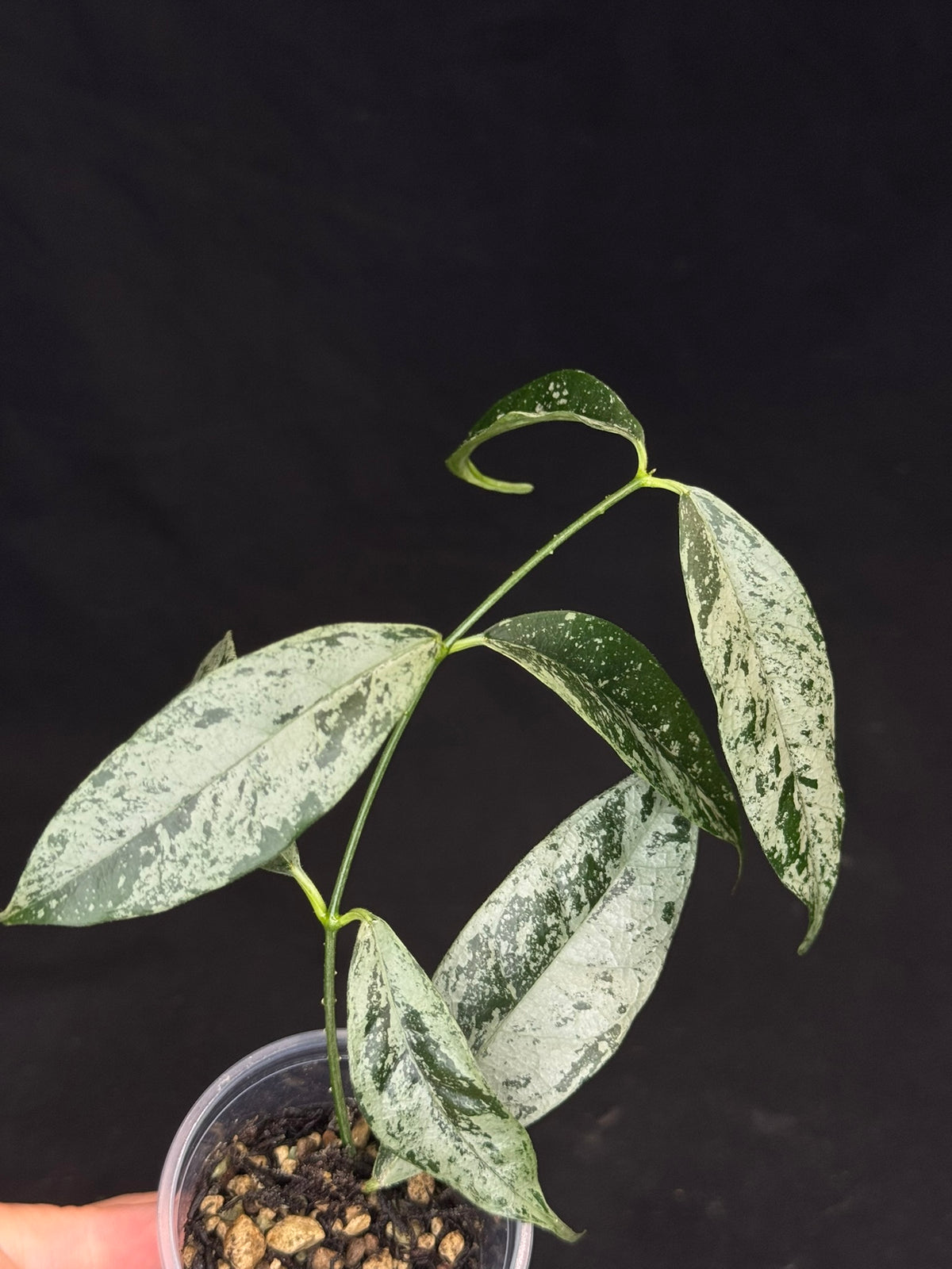 UNICORN🦄! Hoya campanulata silver, speical silvery leaves, rare