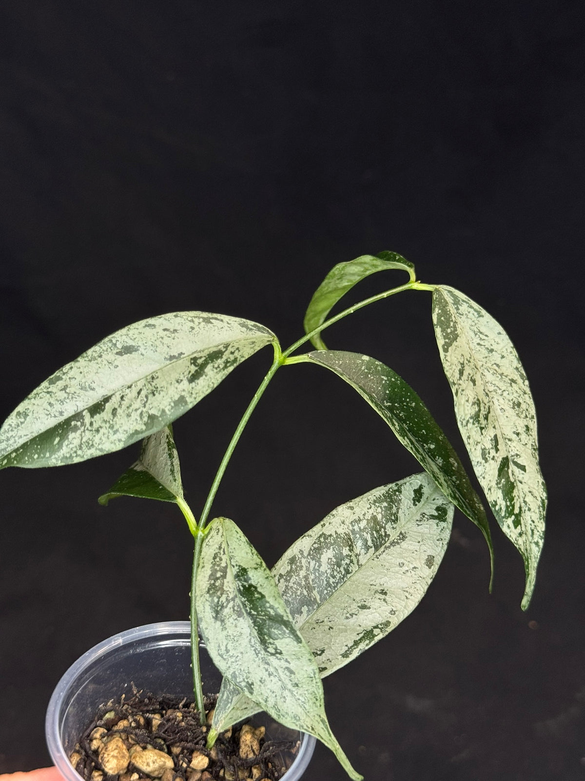 UNICORN🦄! Hoya campanulata silver, speical silvery leaves, rare