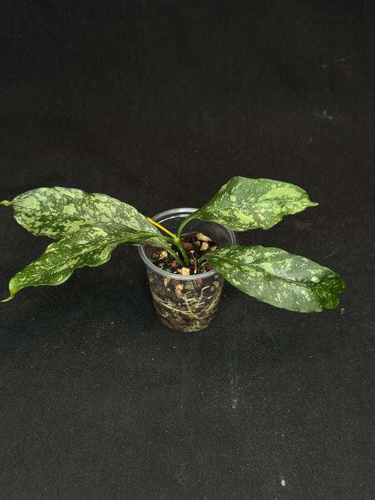 Hoya occultata splash, splashy leaves, active growth, frequent bloomer, well-rooted