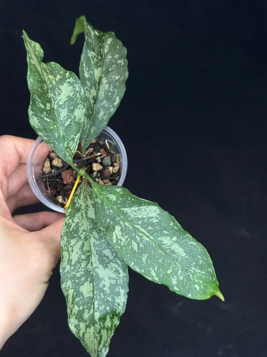 Hoya occultata splash, splashy leaves, active growth, frequent bloomer, well-rooted