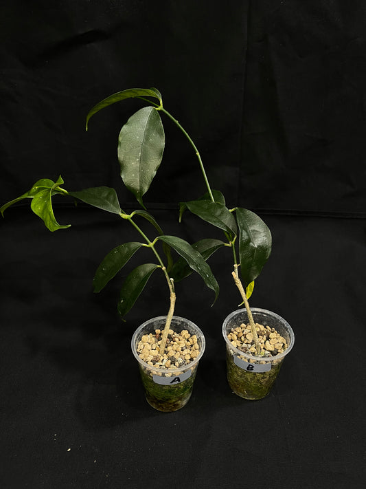 Hoya campanulata, well rooted, fragrant flowers, grower's choice