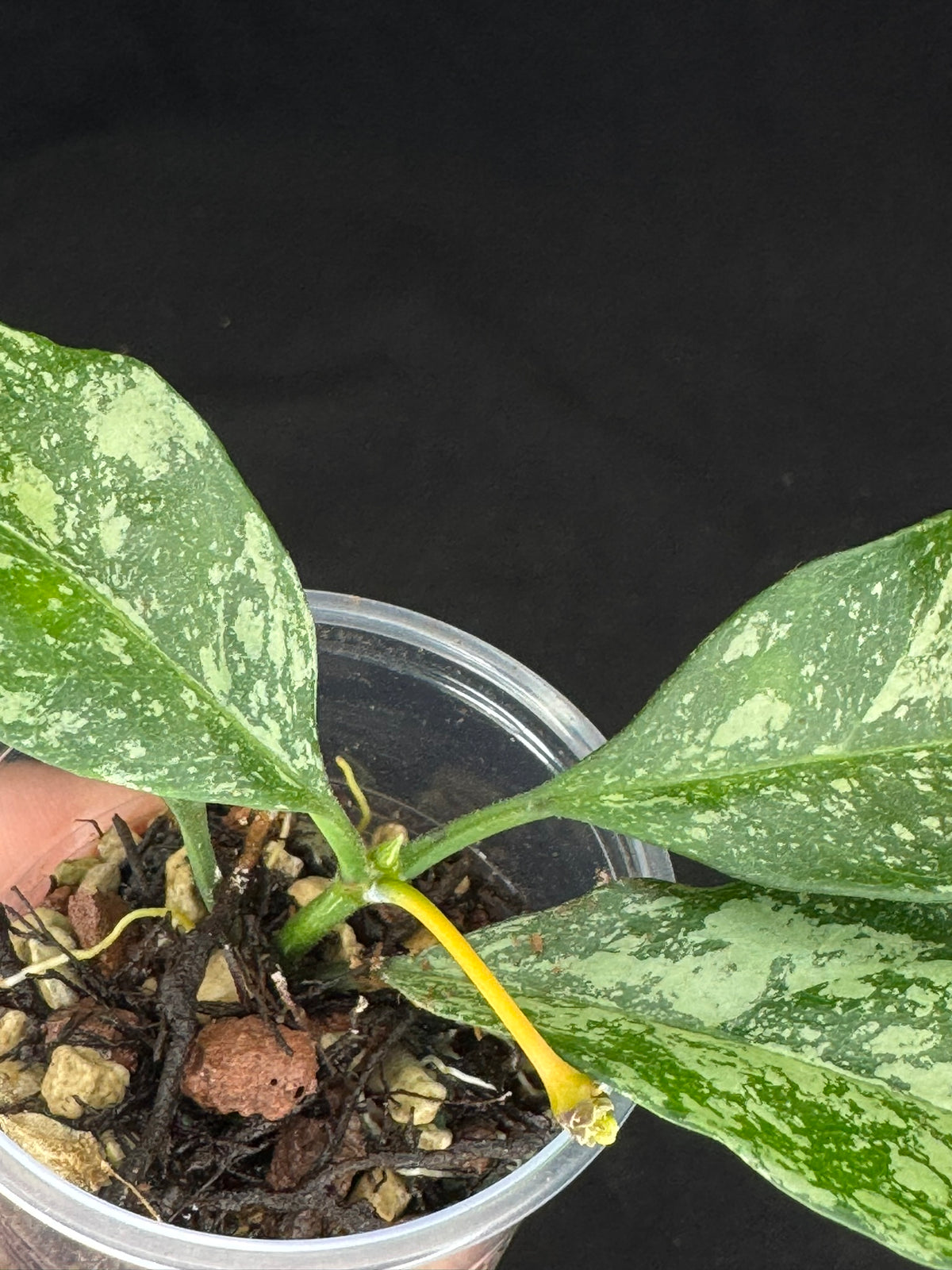 Hoya occultata splash, splashy leaves, active growth, frequent bloomer, well-rooted