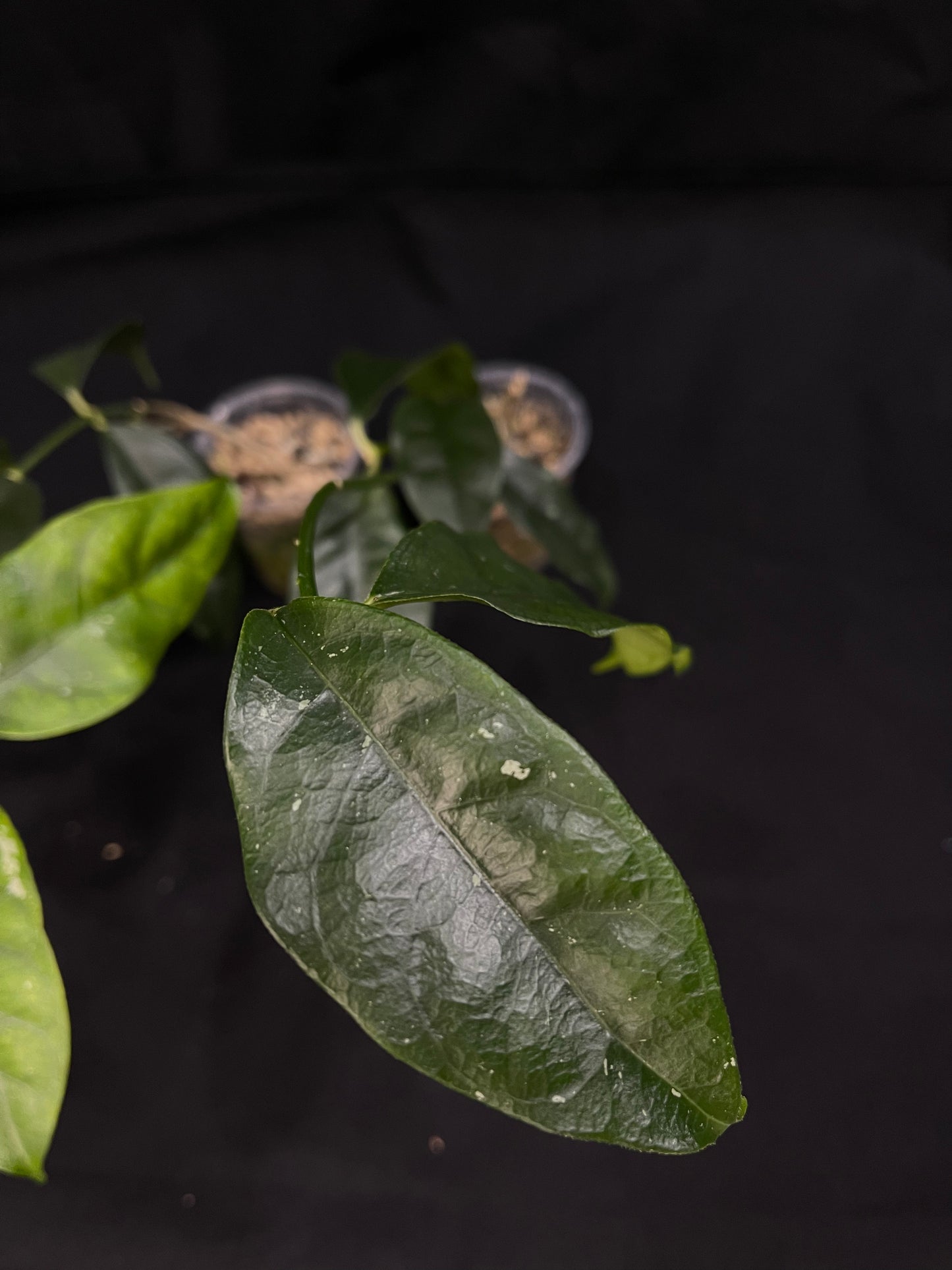 Hoya campanulata, well rooted, fragrant flowers, grower's choice