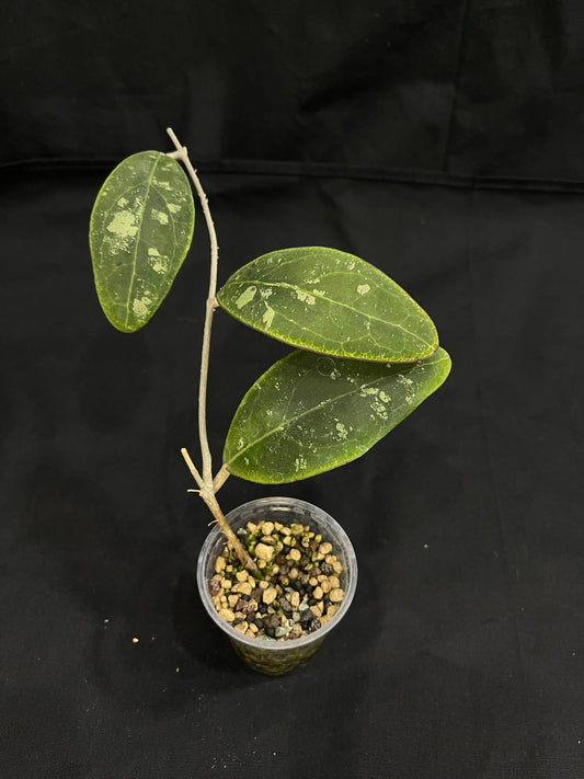 Hoya Rintzii Borneo, rare and splashy foliage