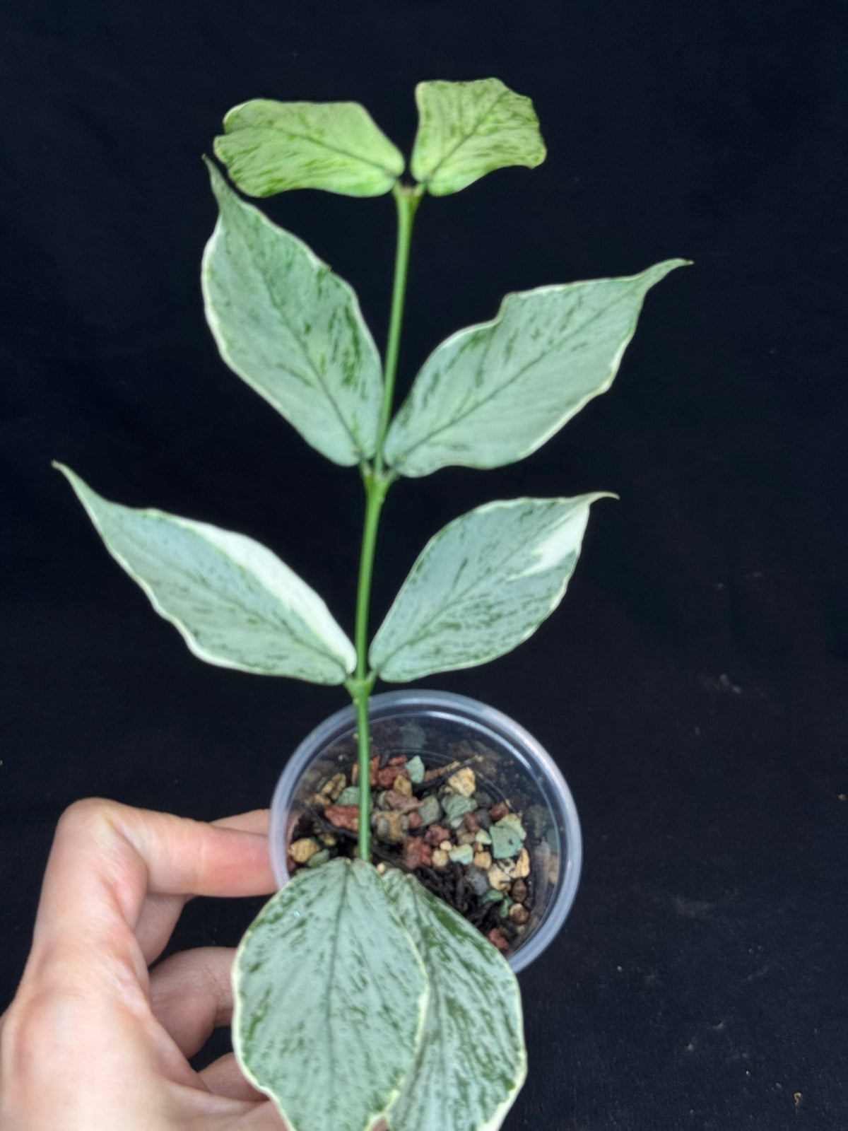 UNICORN🦄! Hoya Polyneura Jasminka Silver (A1), stable albo silver, super rare (Upgrade Shipping is suggested)