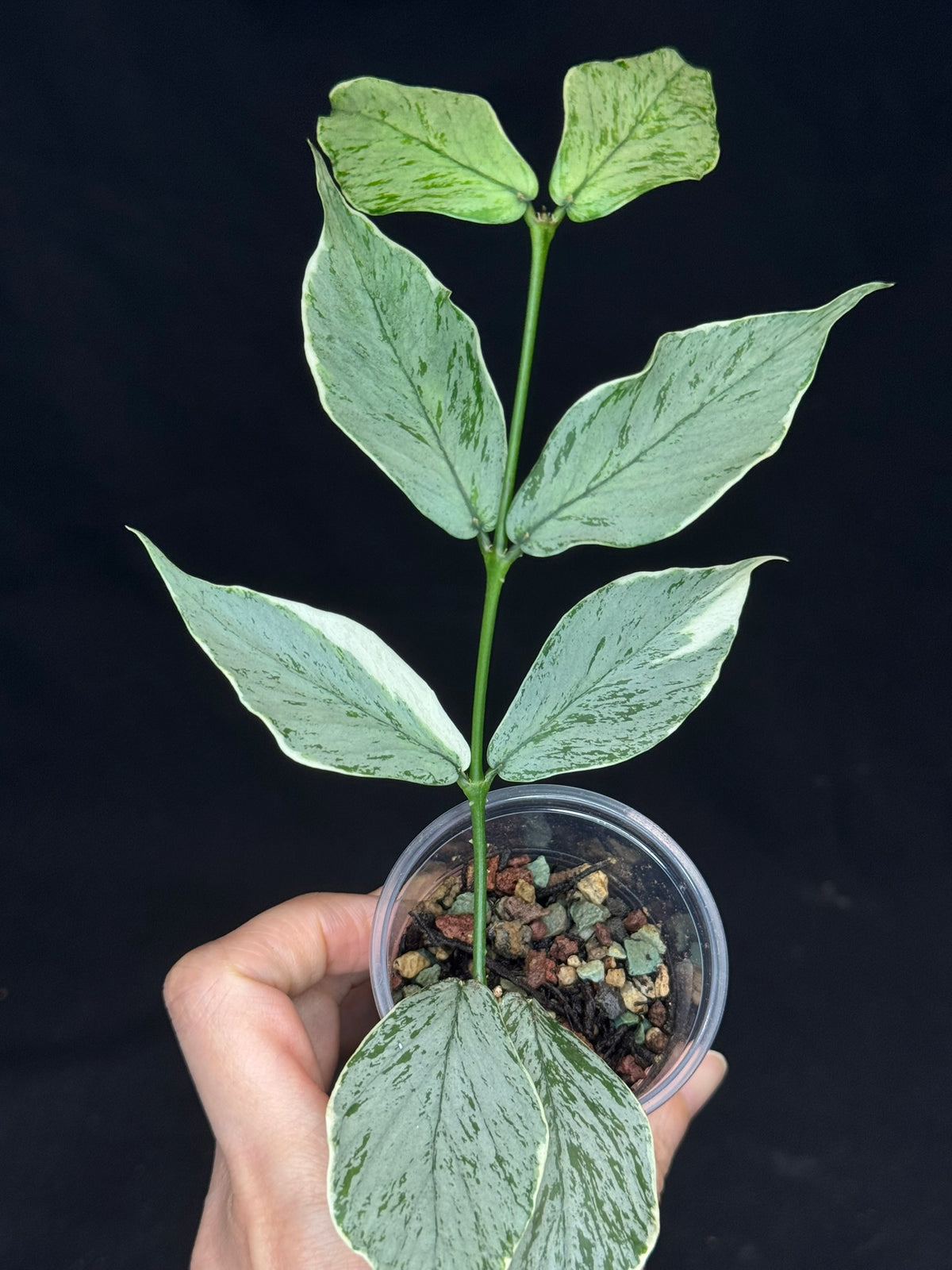 UNICORN🦄! Hoya Polyneura Jasminka Silver (A1), stable albo silver, super rare (Upgrade Shipping is suggested)
