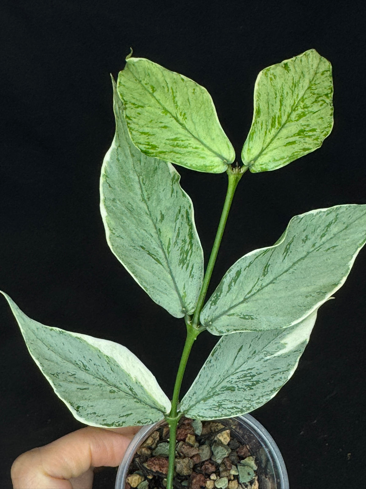 UNICORN🦄! Hoya Polyneura Jasminka Silver (A1), stable albo silver, super rare (Upgrade Shipping is suggested)