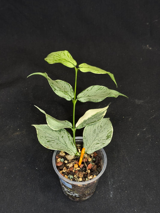 UNICORN🦄! Hoya Polyneura Jasminka Silver (A2), stable albo silver, super rare (Upgrade Shipping is suggested)