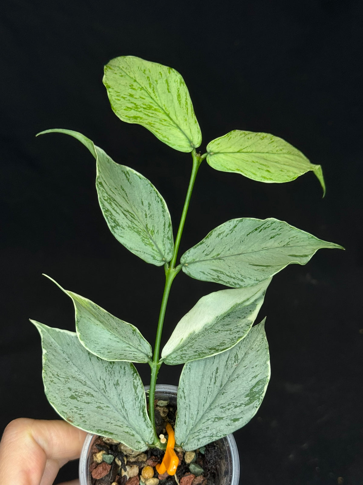 UNICORN🦄! Hoya Polyneura Jasminka Silver (A2), stable albo silver, super rare (Upgrade Shipping is suggested)