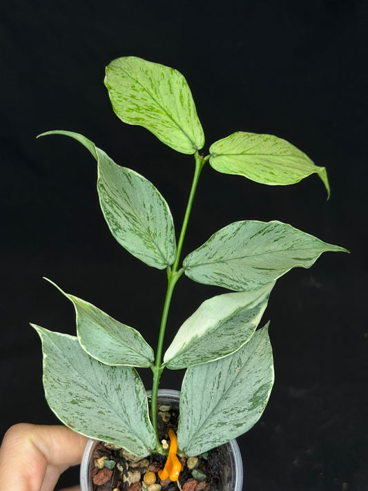UNICORN🦄! Hoya Polyneura Jasminka Silver (A2), stable albo silver, super rare (Upgrade Shipping is suggested)