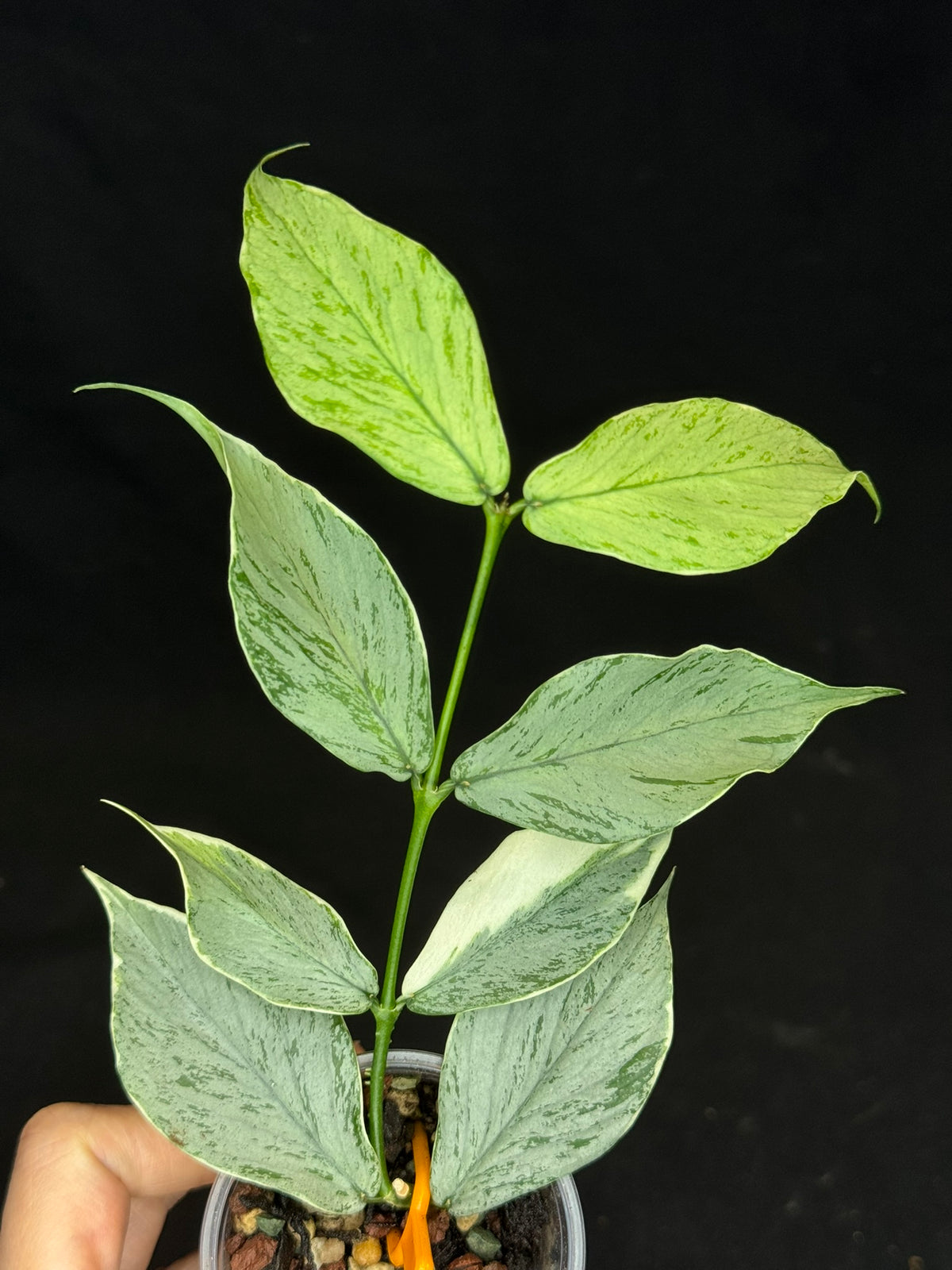 UNICORN🦄! Hoya Polyneura Jasminka Silver (A2), stable albo silver, super rare (Upgrade Shipping is suggested)
