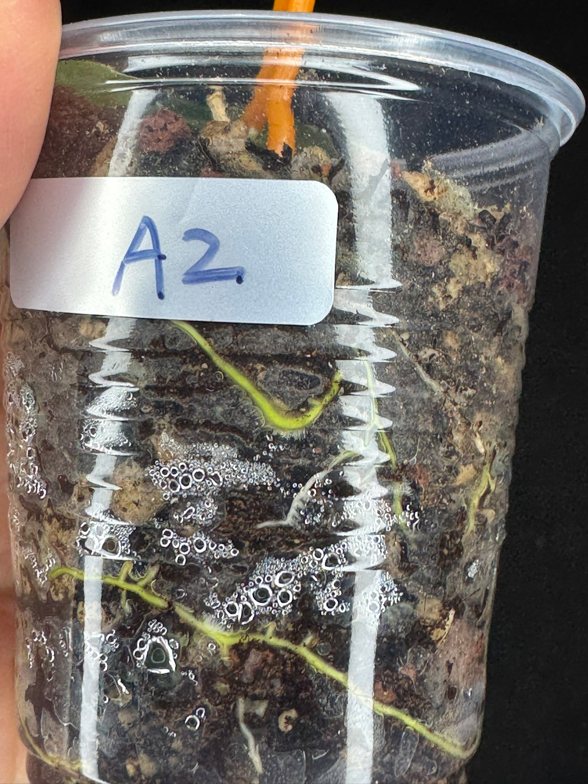 UNICORN🦄! Hoya Polyneura Jasminka Silver (A2), stable albo silver, super rare (Upgrade Shipping is suggested)