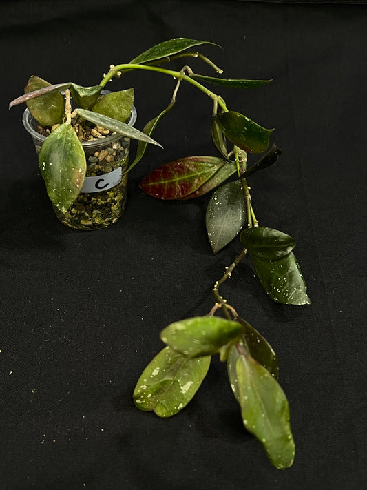 Hoya Walliniana UT152 (C), nice red leaves under sun-stress