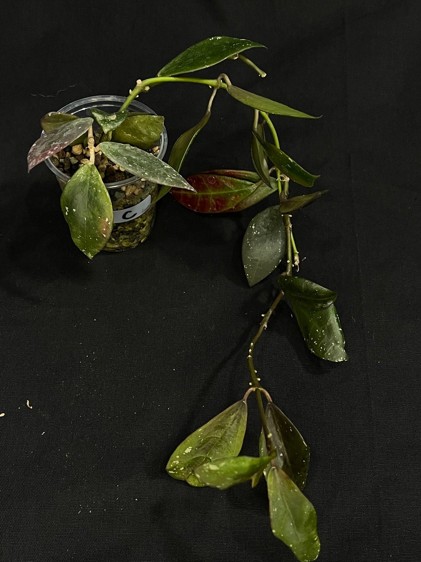 Hoya Walliniana UT152 (C), nice red leaves under sun-stress