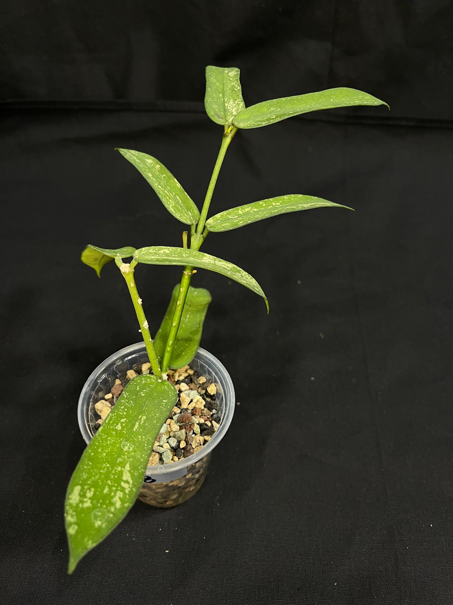 Hoya pandurata splash (B), well-rooted, splashy leaves