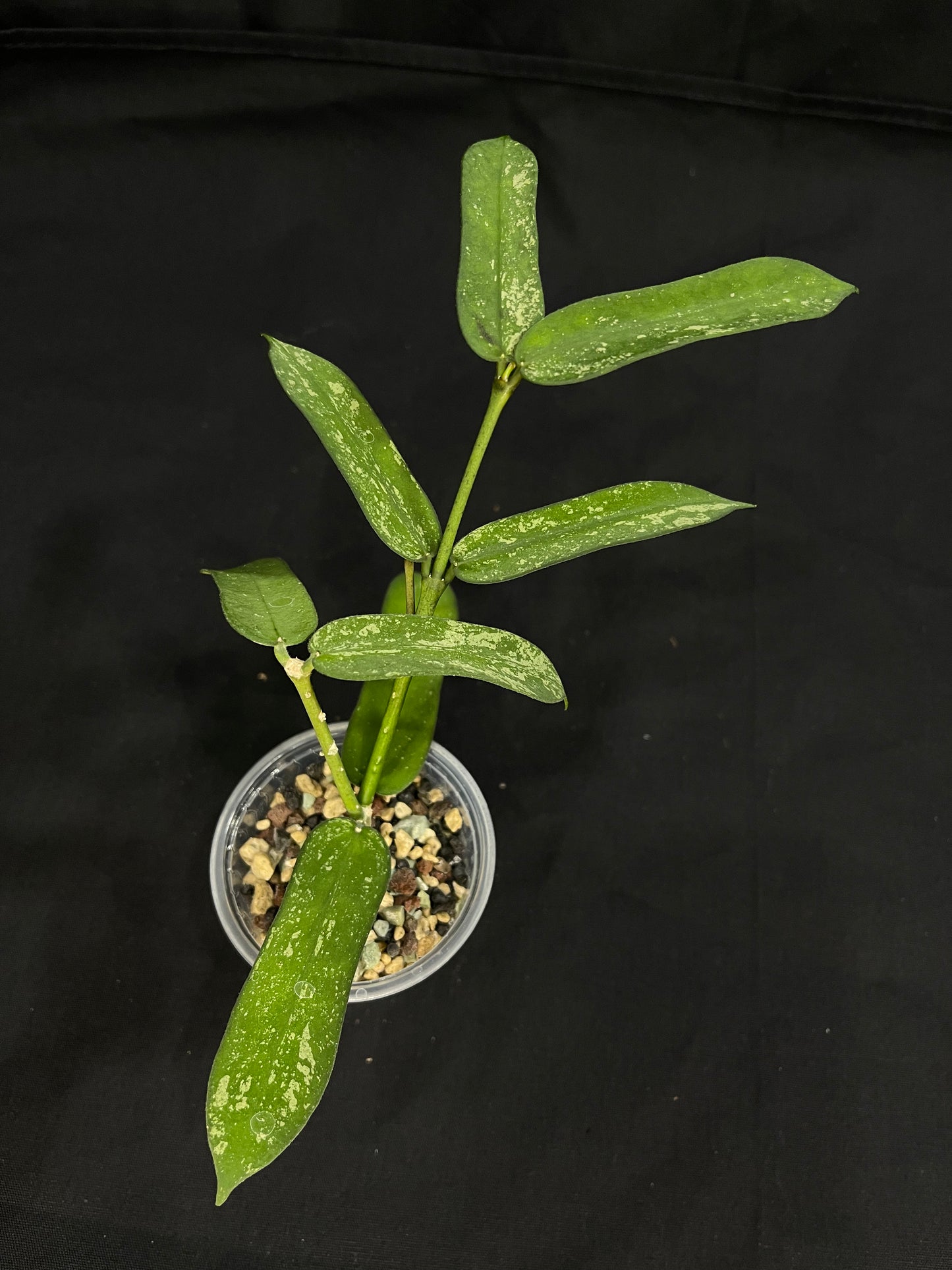 Hoya pandurata splash (B), well-rooted, splashy leaves