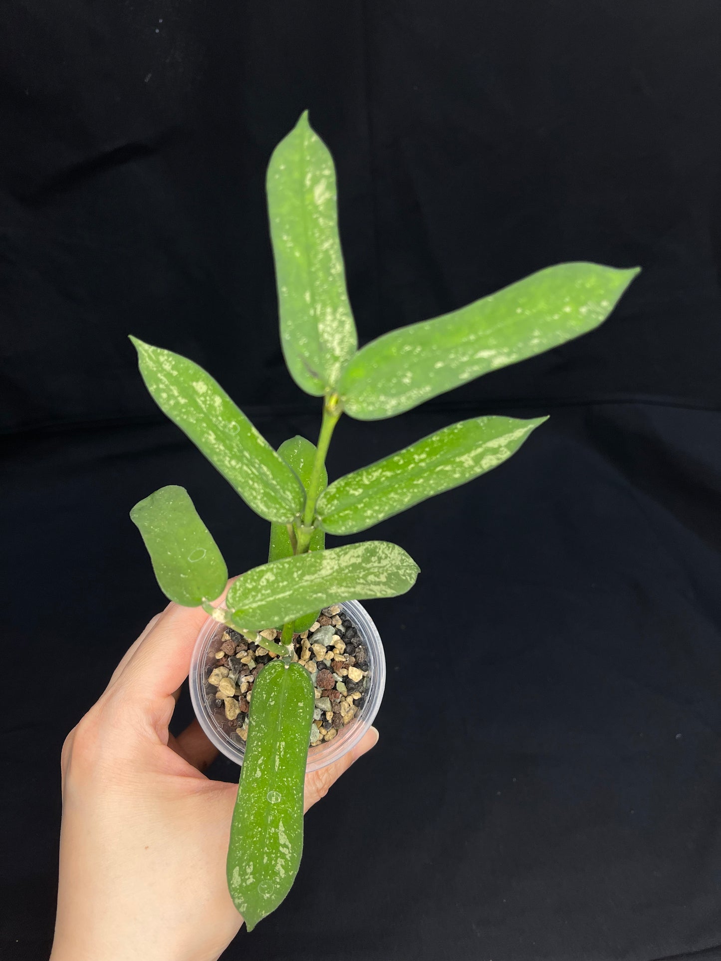 Hoya pandurata splash (B), well-rooted, splashy leaves