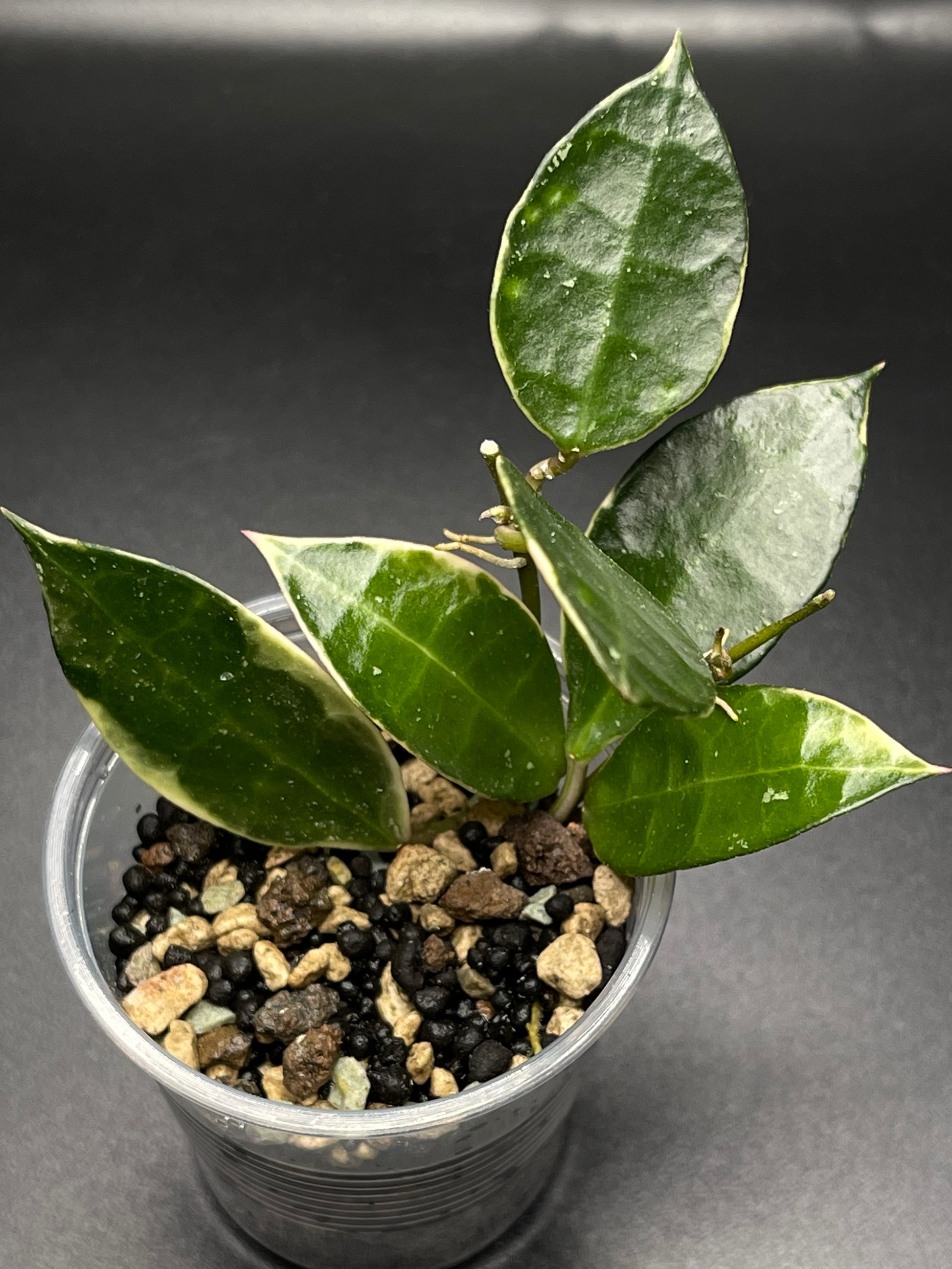 Hoya Lacunosa Asami (clone 2), rare, nice variegation (Plant 2 ...