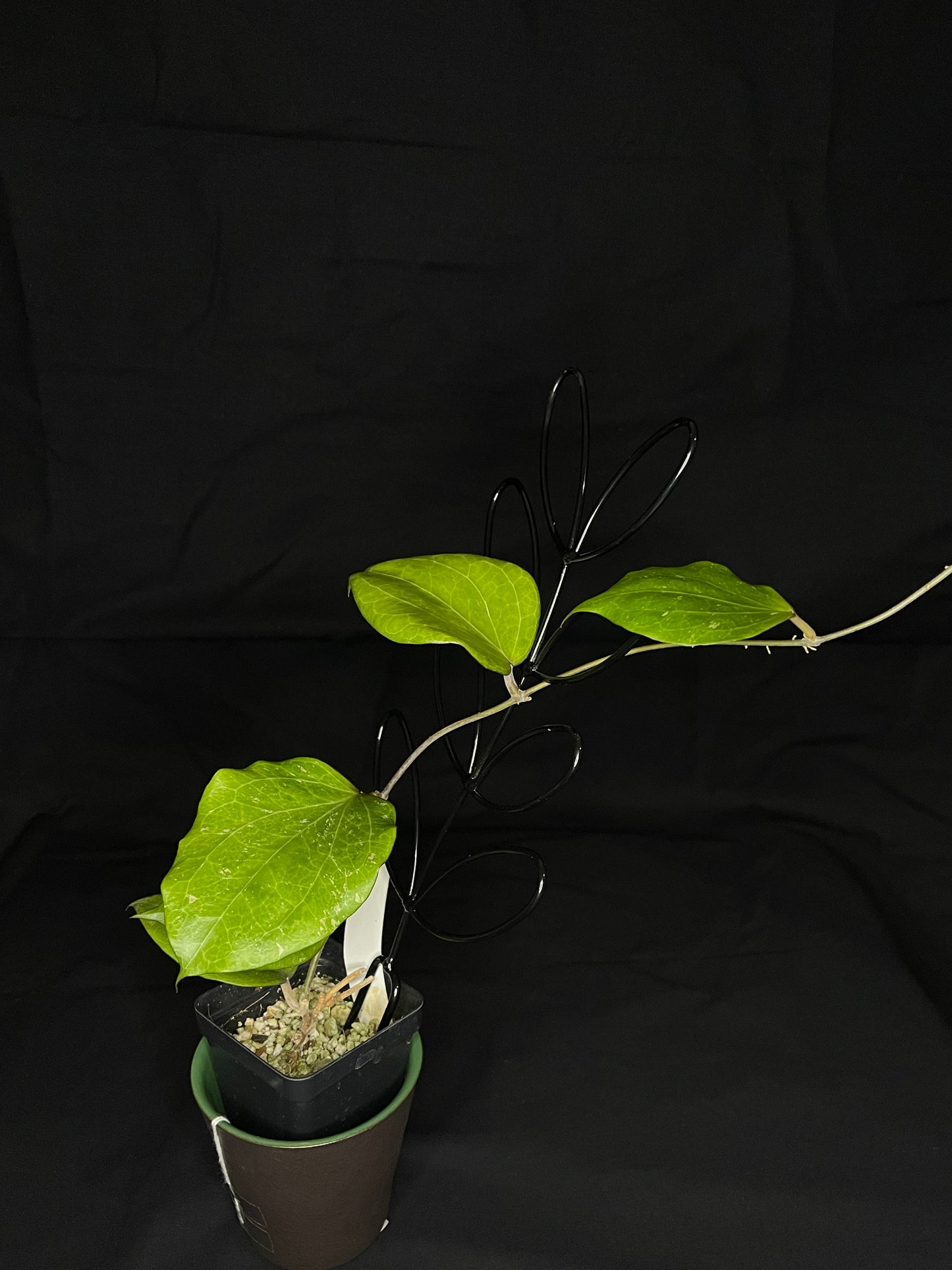 Hoya Balaensis Splash, heart-shape green leaves with some splash