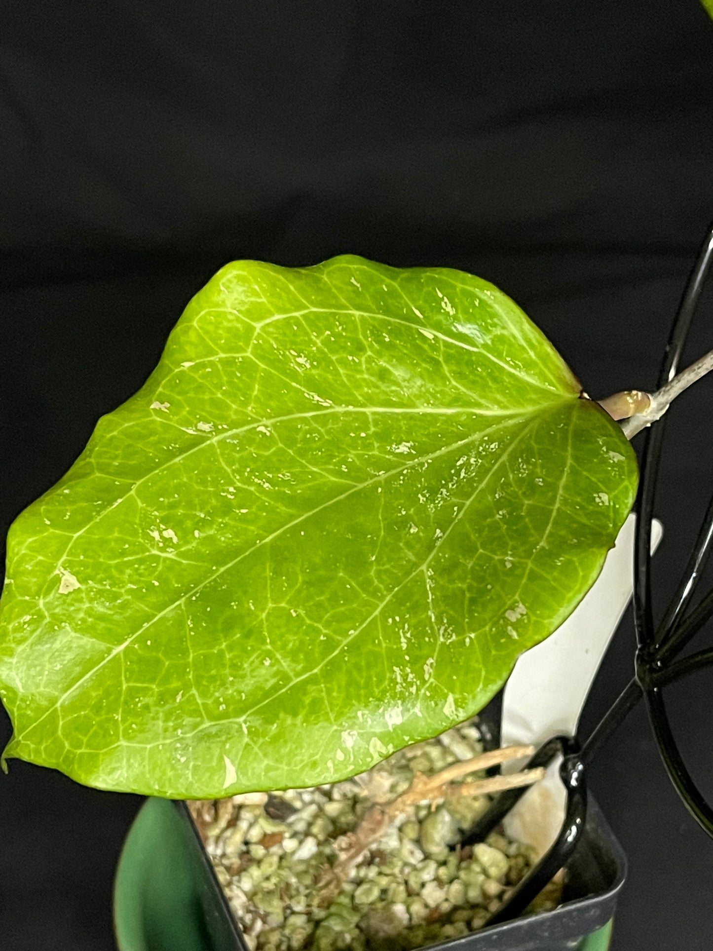 Hoya Balaensis Splash, heart-shape green leaves with some splash