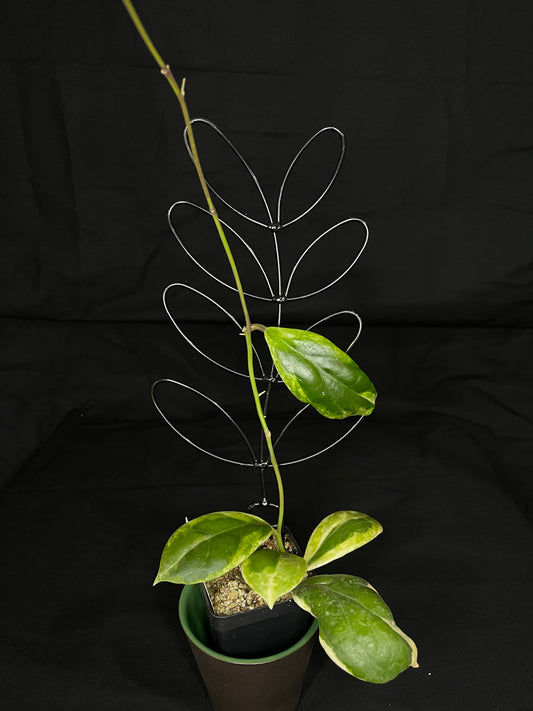 Hoya  incrassata albomarginata, nice variegation