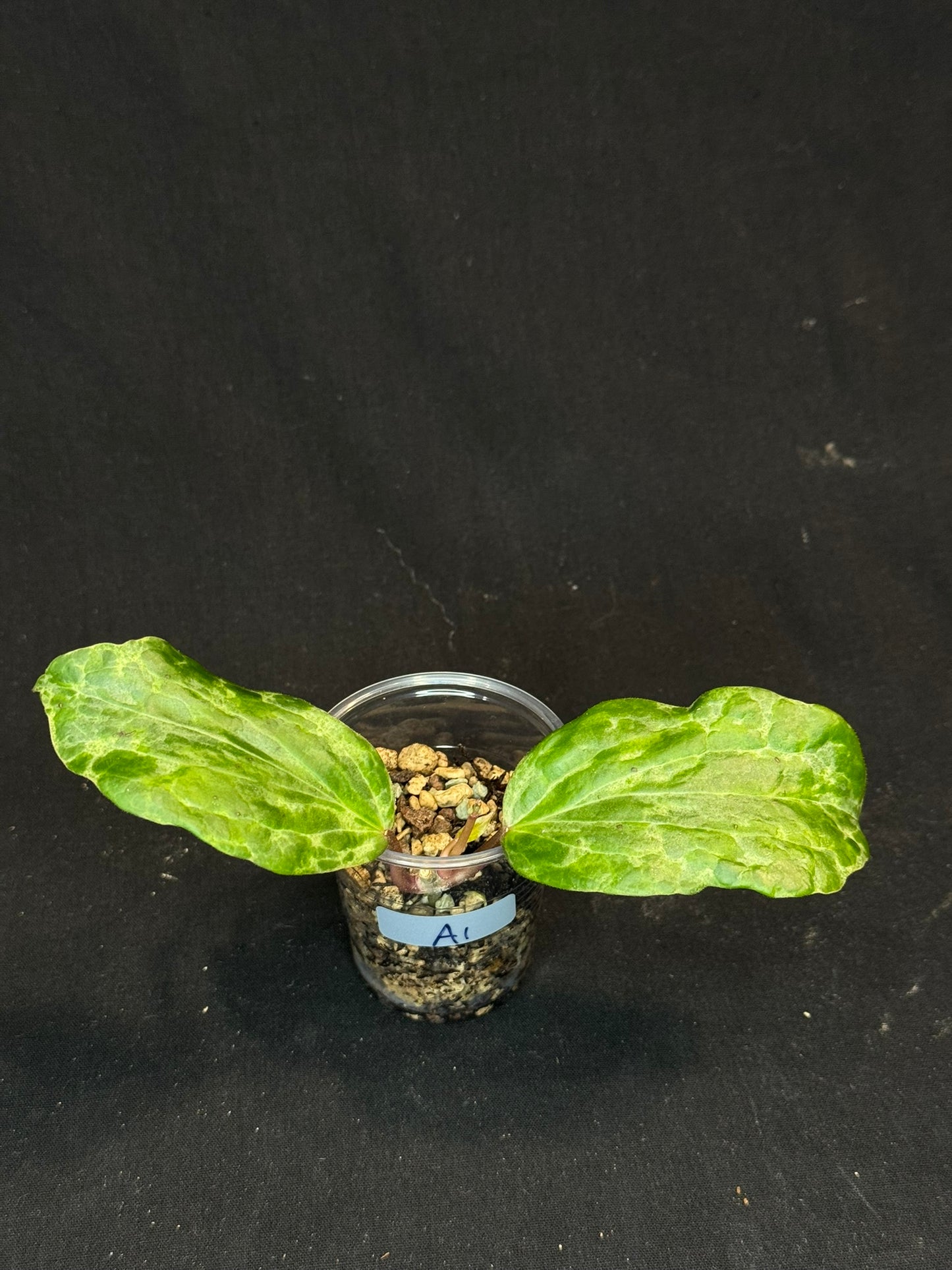 UNICORN🦄! Hoya crocodile (A1), nice variegation color, new growth, super rare (Upgrade Shipping is recommended)