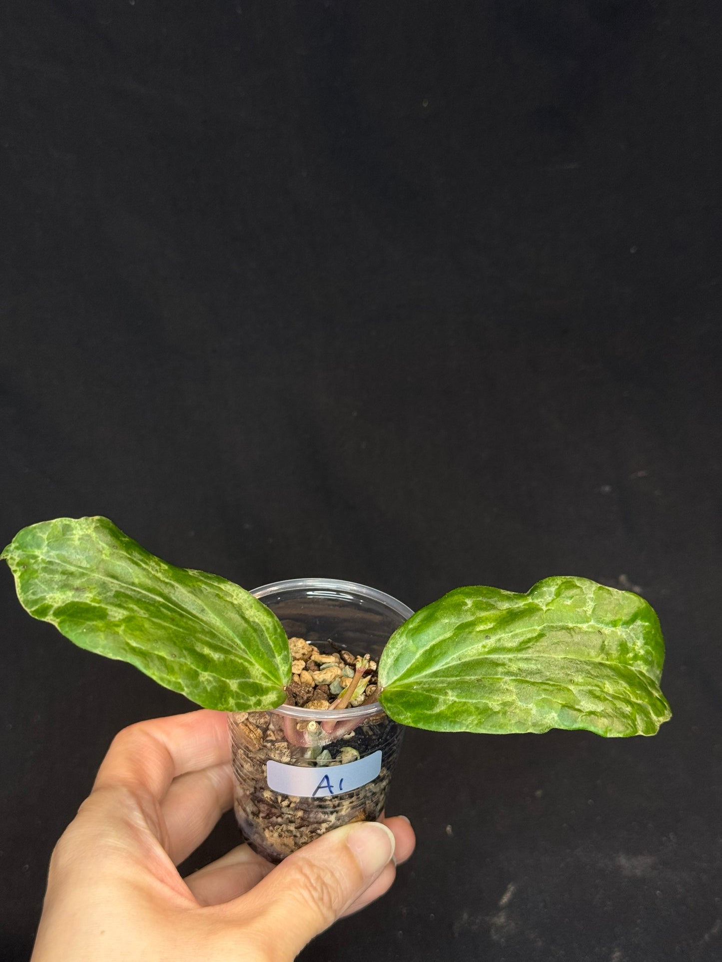 UNICORN🦄! Hoya crocodile (A1), nice variegation color, new growth, super rare (Upgrade Shipping is recommended)