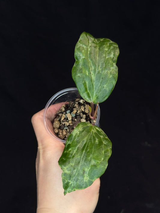 UNICORN🦄! Hoya crocodile (A1), nice variegation color, new growth, super rare (Upgrade Shipping is recommended)