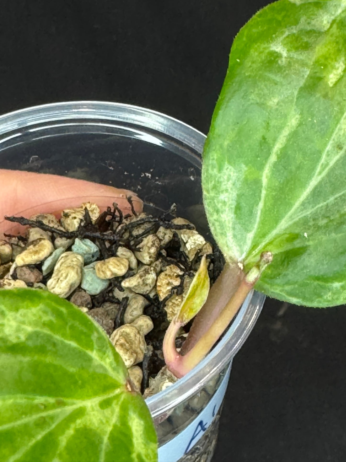 UNICORN🦄! Hoya crocodile (A1), nice variegation color, new growth, super rare (Upgrade Shipping is recommended)