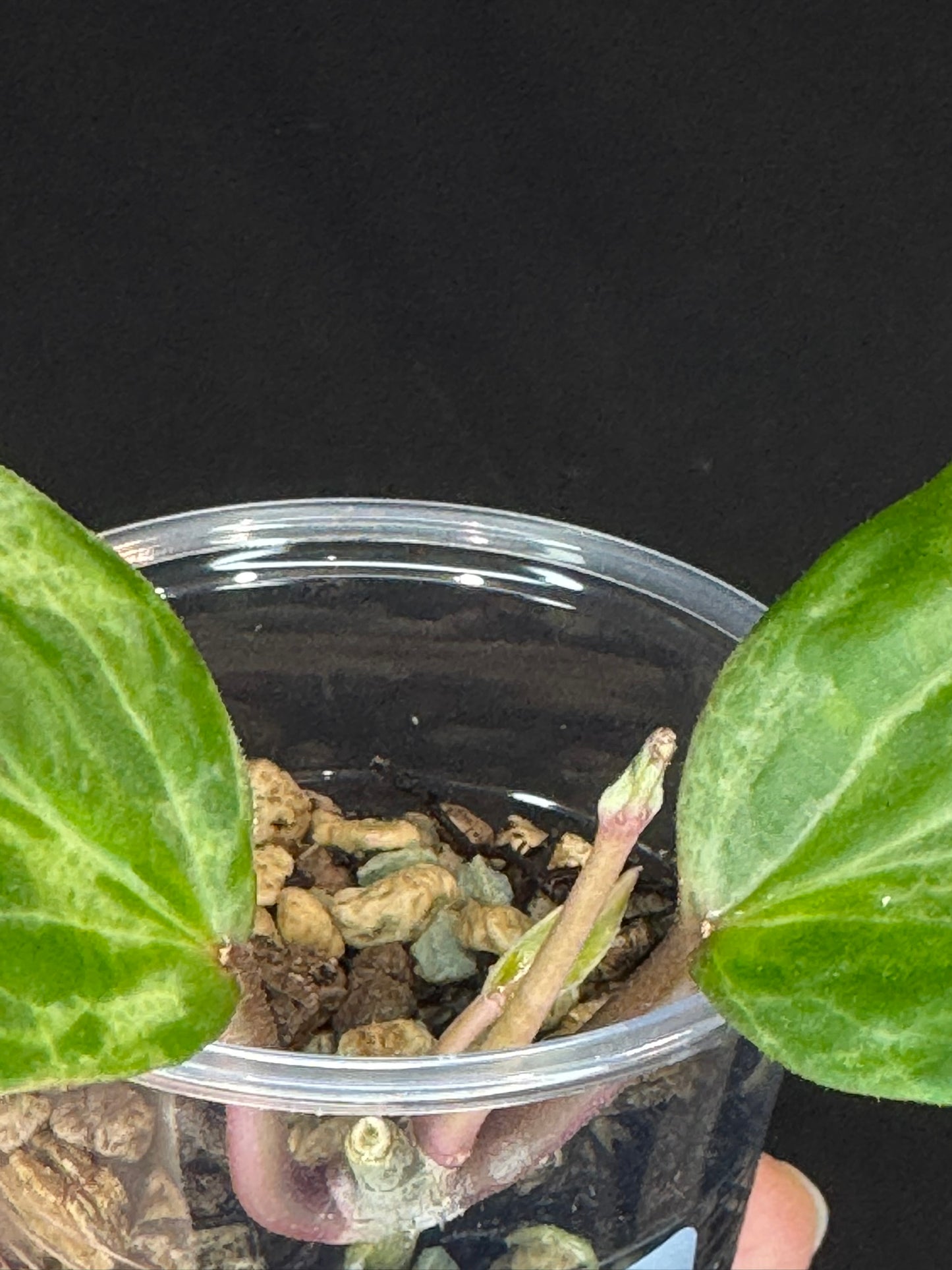 UNICORN🦄! Hoya crocodile (A1), nice variegation color, new growth, super rare (Upgrade Shipping is recommended)