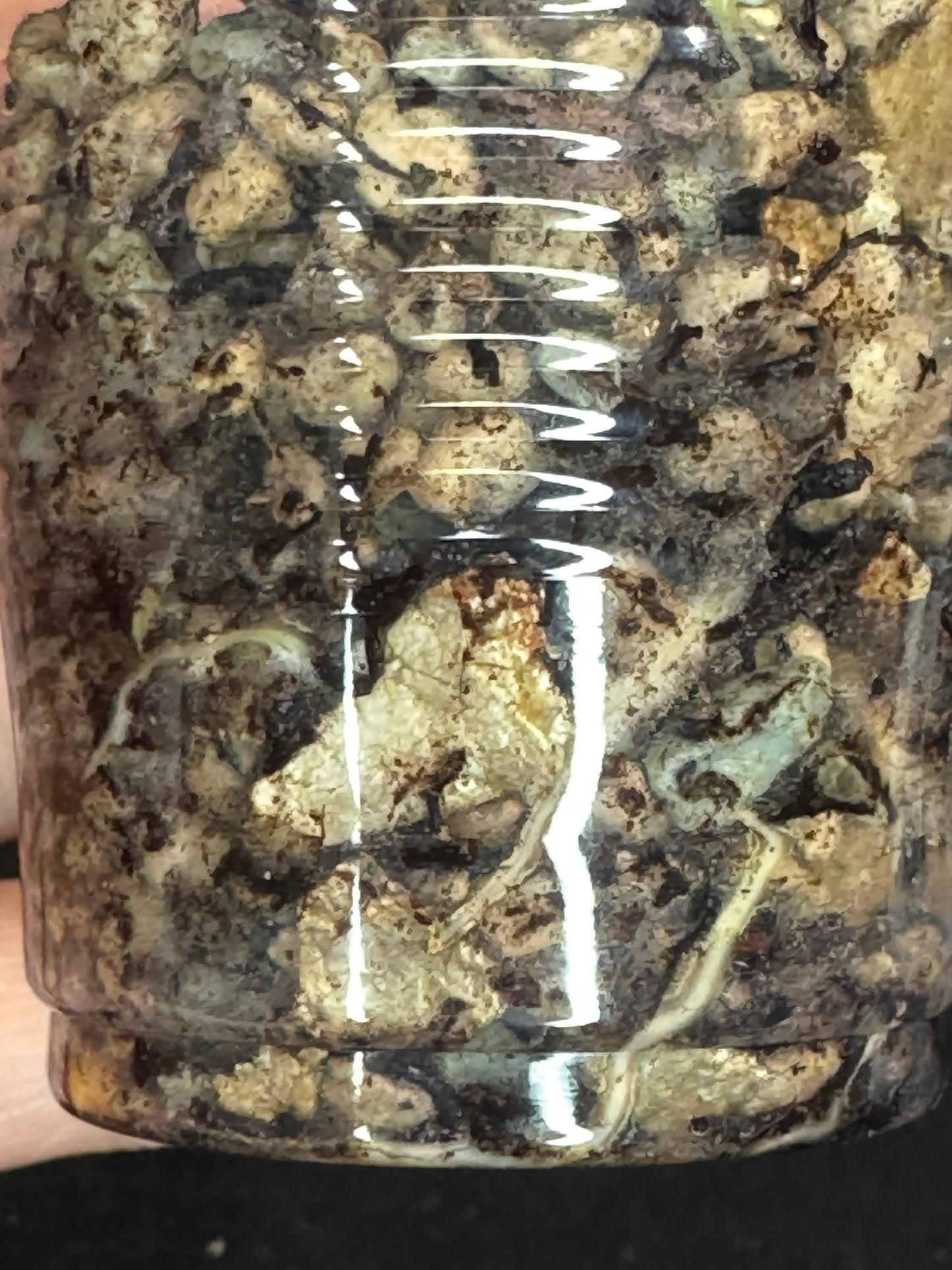 UNICORN🦄! Hoya crocodile (A1), nice variegation color, new growth, super rare (Upgrade Shipping is recommended)