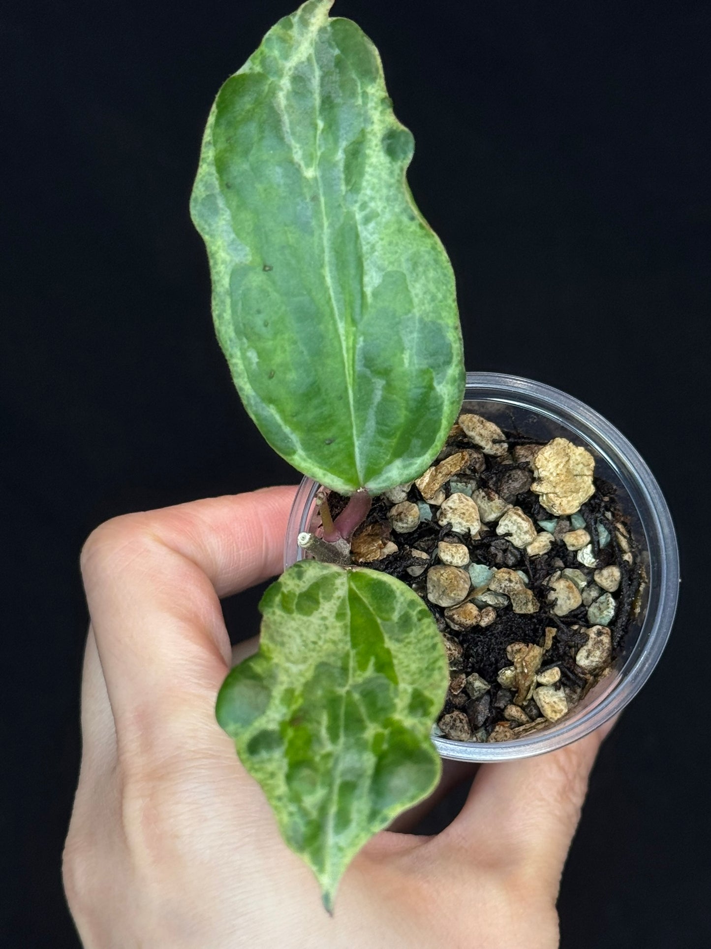 UNICORN🦄! Hoya crocodile (A2), nice variegation color, new growth, super rare (Upgrade Shipping is recommended)