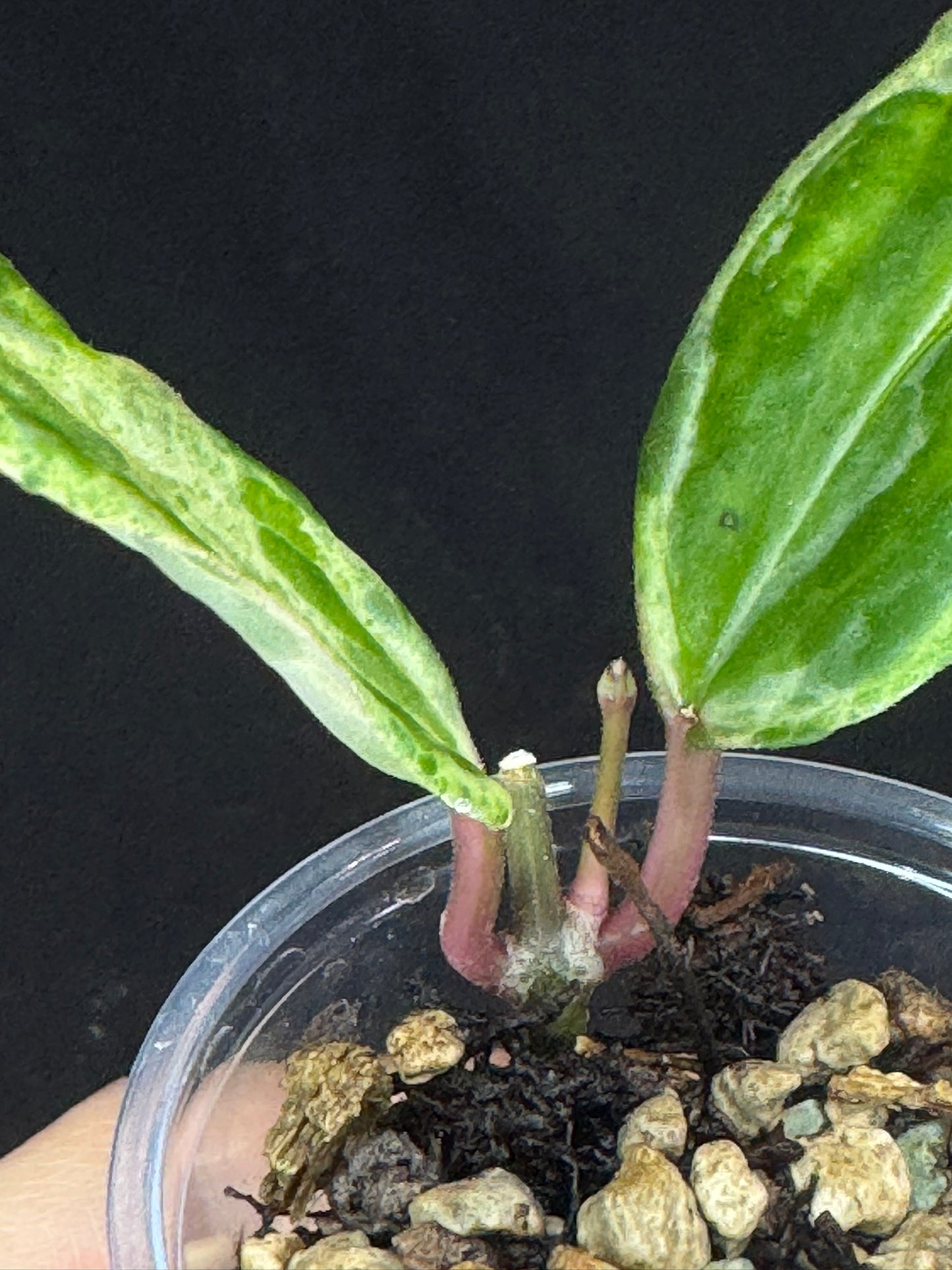 UNICORN🦄! Hoya crocodile (A2), nice variegation color, new growth, super rare (Upgrade Shipping is recommended)