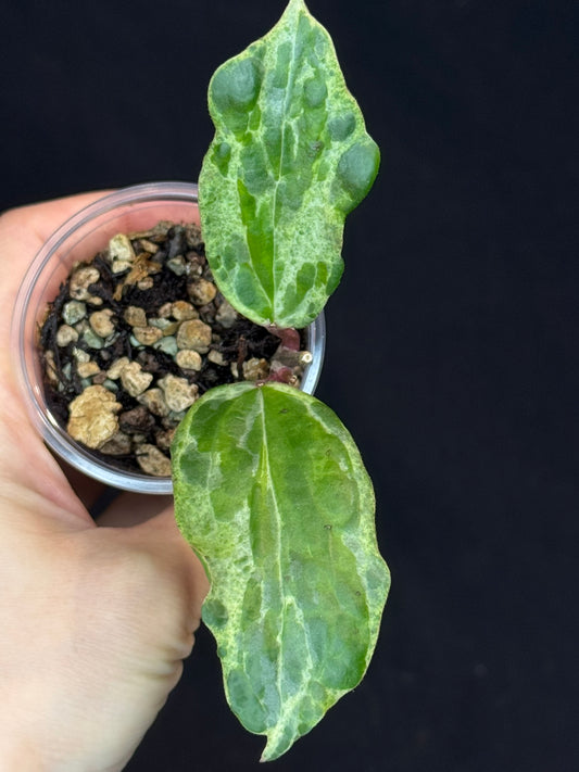 UNICORN🦄! Hoya crocodile (A3), nice variegation color, two growth points, super rare (Upgrade Shipping is recommended)