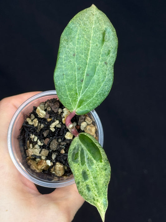 UNICORN🦄! Hoya crocodile (A3), nice variegation color, two growth points, super rare (Upgrade Shipping is recommended)