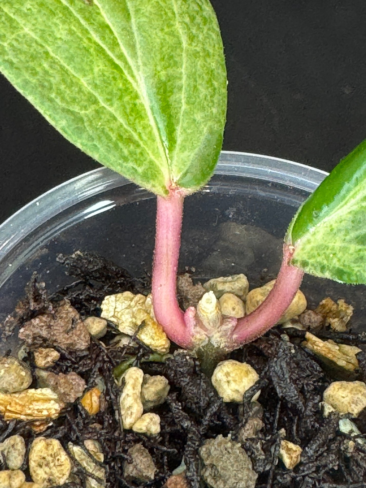 UNICORN🦄! Hoya crocodile (A3), nice variegation color, two growth points, super rare (Upgrade Shipping is recommended)