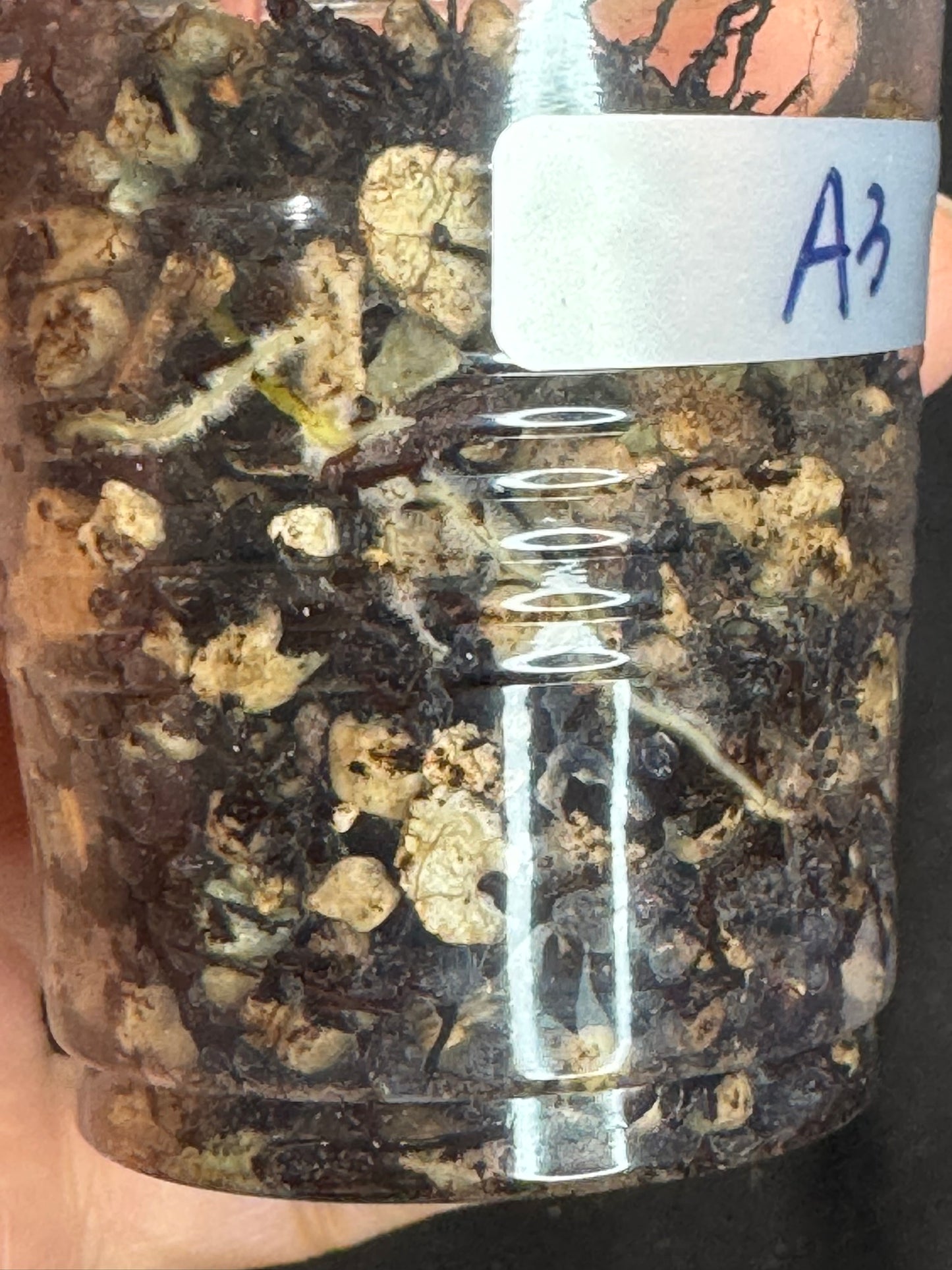 UNICORN🦄! Hoya crocodile (A3), nice variegation color, two growth points, super rare (Upgrade Shipping is recommended)