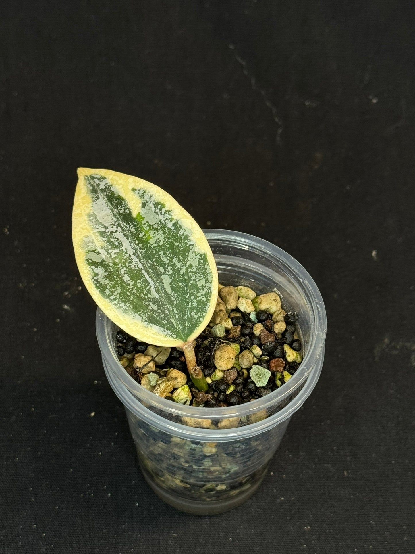 UNICORN🦄! Hoya rangsan albo splash, nice variegation color ans splash, super rare (Upgrade Shipping is recommended)