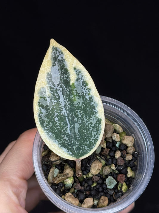 UNICORN🦄! Hoya rangsan albo splash, nice variegation color ans splash, super rare (Upgrade Shipping is recommended)