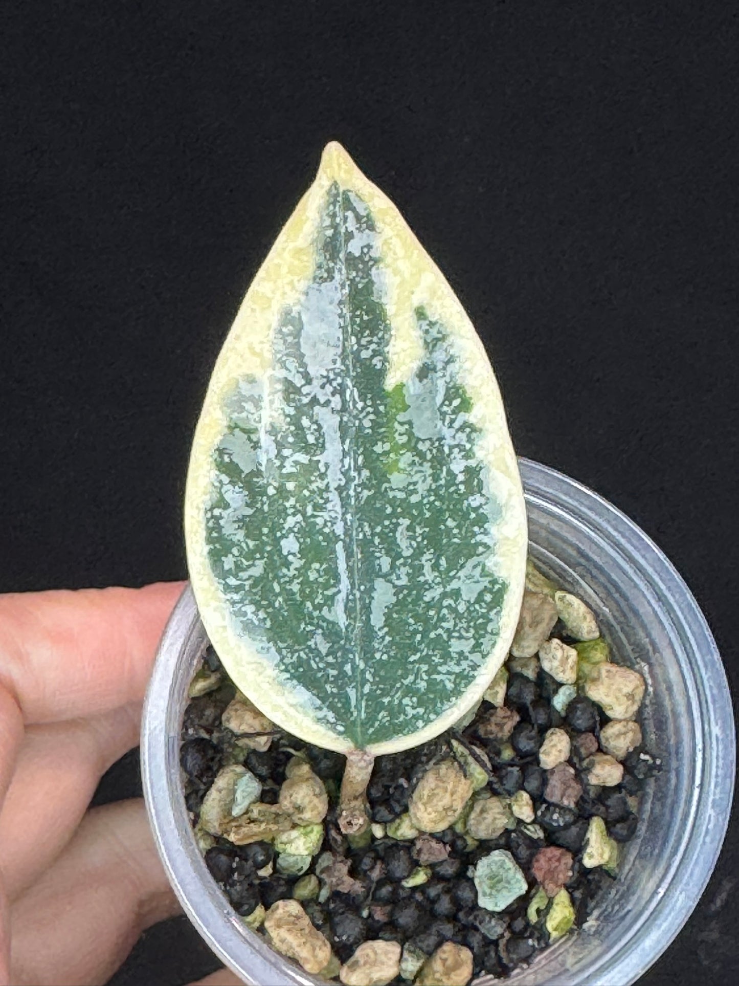 UNICORN🦄! Hoya rangsan albo splash, nice variegation color ans splash, super rare (Upgrade Shipping is recommended)