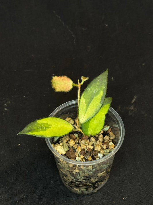 UNICORN🦄! Hoya caudata variegated, neon sunstressed variegation color, super rare (Upgrade Shipping is recommended)