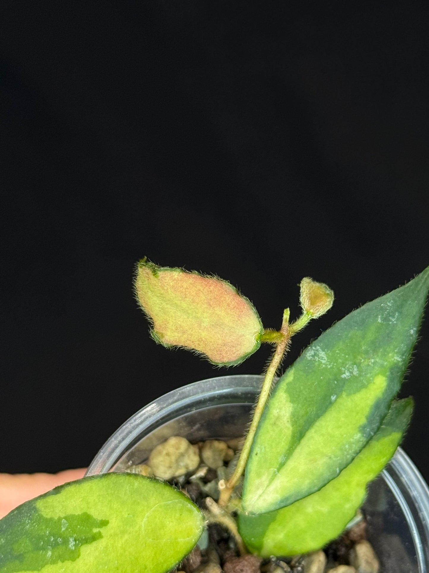 UNICORN🦄! Hoya caudata variegated, neon sunstressed variegation color, super rare (Upgrade Shipping is recommended)