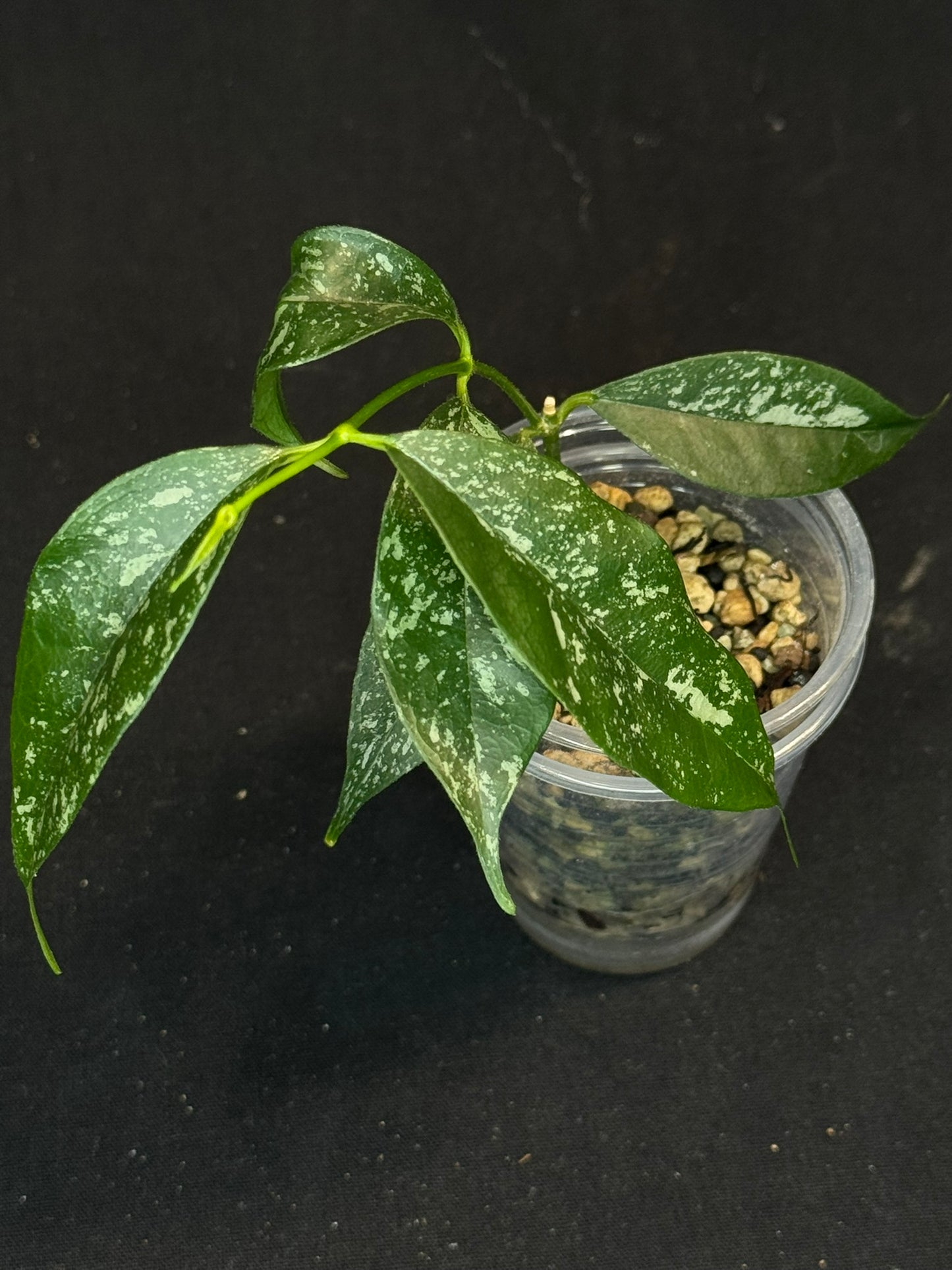 Hoya Cystiantha Splash, rare, nice splashy leaves