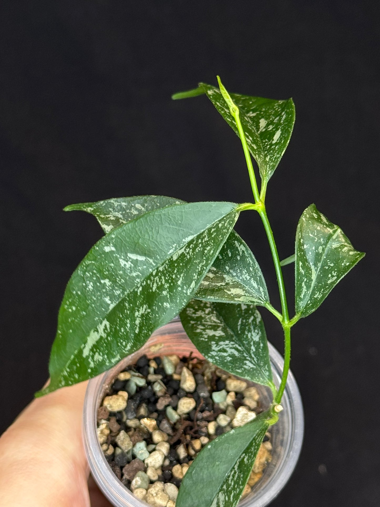 Hoya Cystiantha Splash, rare, nice splashy leaves