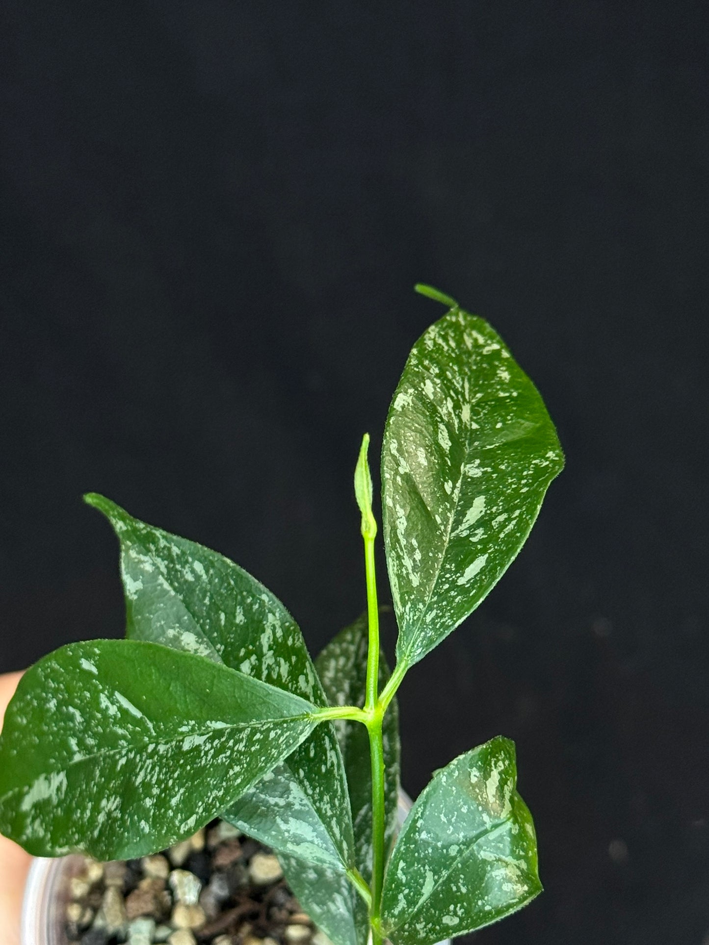 Hoya Cystiantha Splash, rare, nice splashy leaves