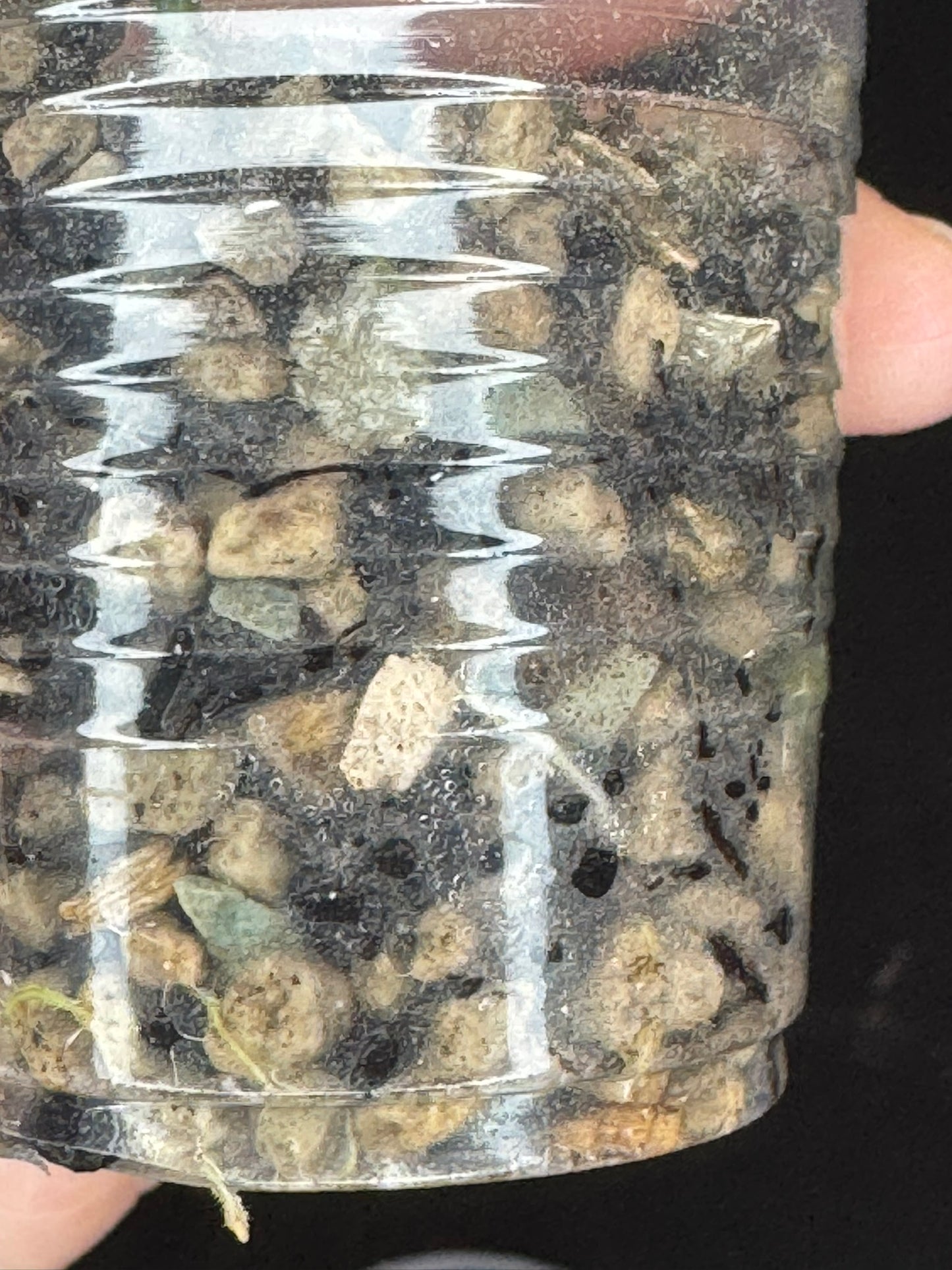 Hoya Cystiantha Splash, rare, nice splashy leaves