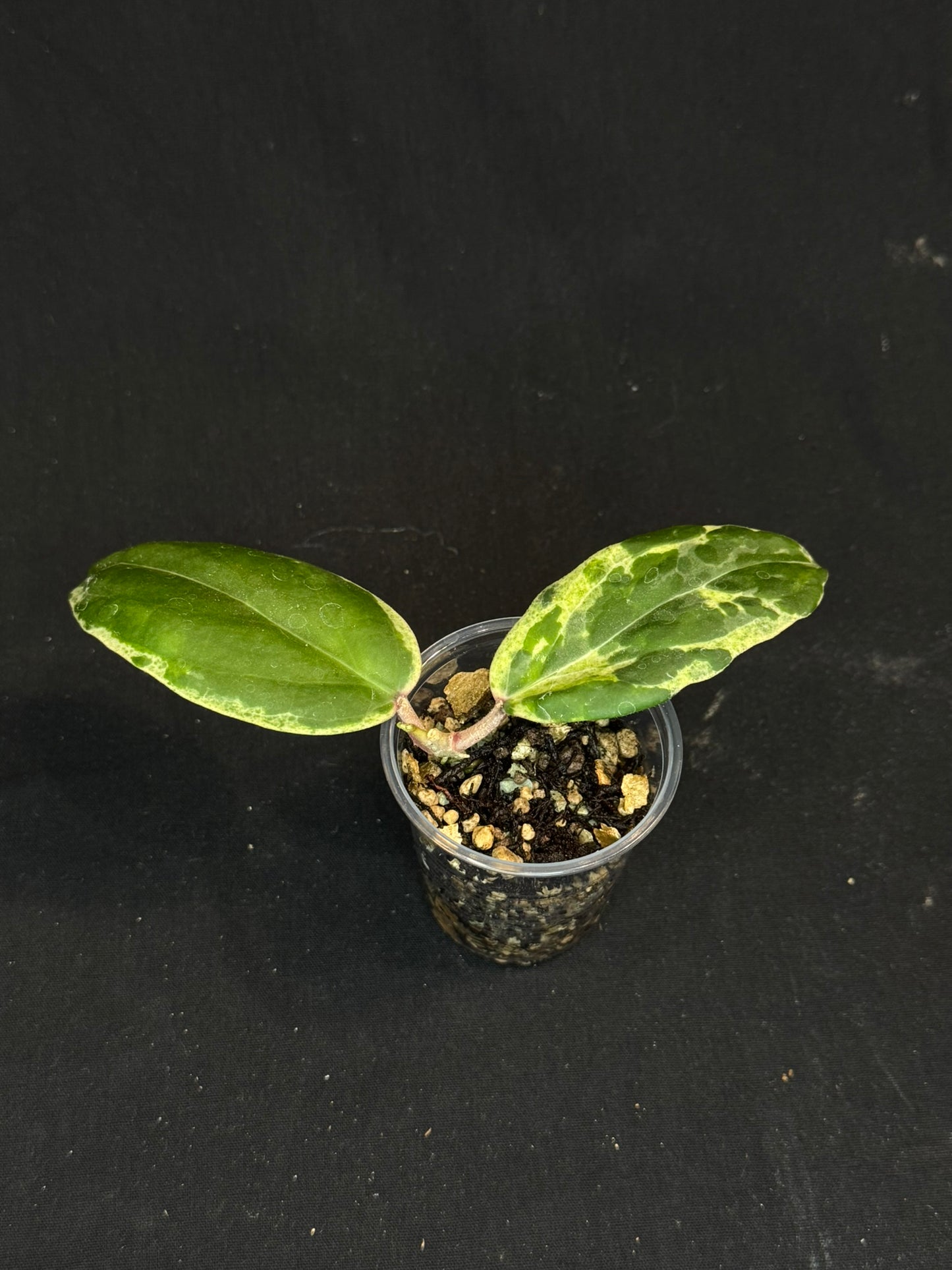 UNICORN🦄! Hoya swiffer's nightmare, nice variegation color, new growth, super rare (Upgrade Shipping is recommended)