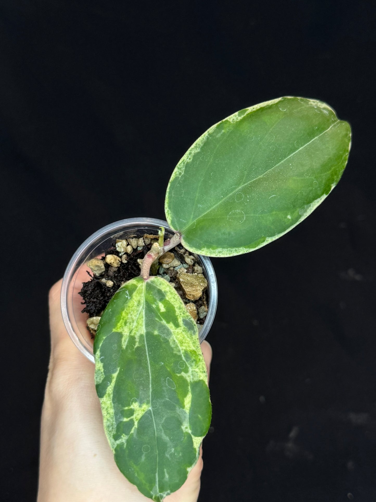 UNICORN🦄! Hoya swiffer's nightmare, nice variegation color, new growth, super rare (Upgrade Shipping is recommended)